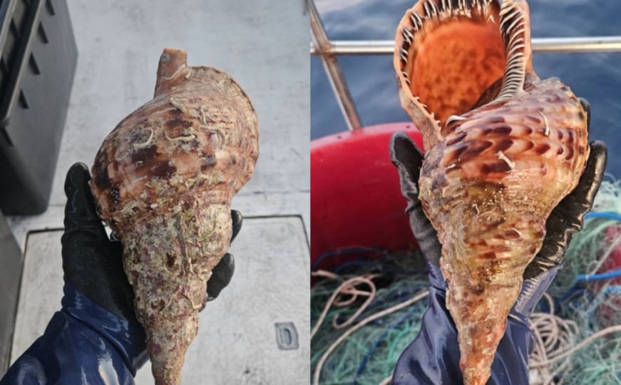Iznimno rijetka i strogo zaštićena vrsta snimljena na hrvatskom otoku: Može narasti do 45 cm
