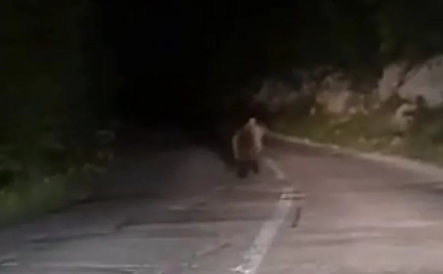 Medvjed viđen na Putu spasa kod Mostara: Trčao ispred kolone vozila