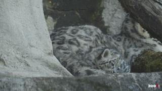 Tri Leopardeaux uzimaju svoje prve korake u zoološkom vrtu u Cirihu