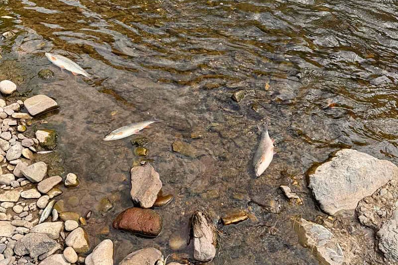 Pomor ribe u Vranduku, nizvodno od zeničkih industrijskih pogona