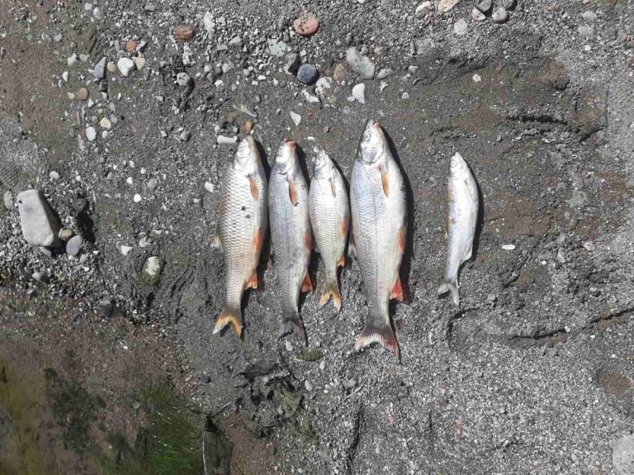 NIJE PRVI PUT DA SE DEŠAVA OVAKAV EKOCID: Zabilježen veliki pomor ribljeg fonda, upućen apel građanima