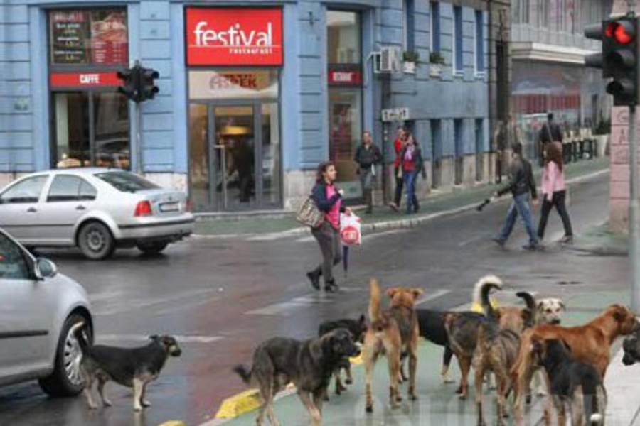 KS ULAŽE 161.000 KM ZA RJEŠAVANJE PROBLEMA PASA LUTALICA: Kreće masovna sterilizacija i vakcinacija