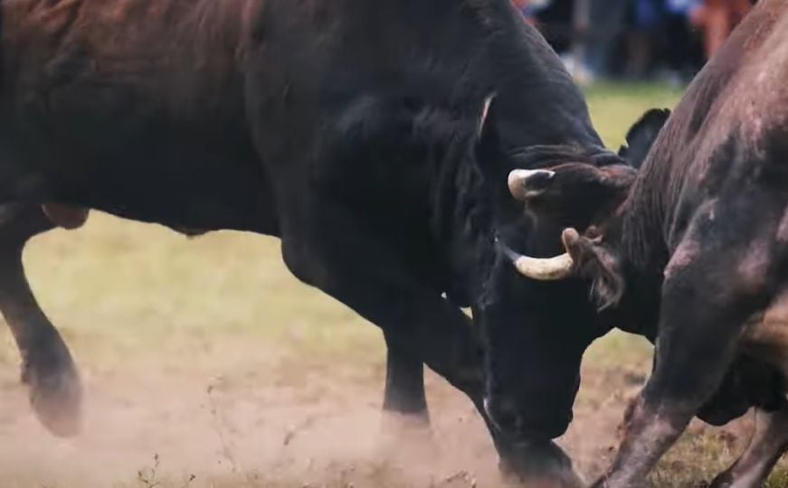 Upućena inicijativa za zabranu održavanja korida u FBiH: ‘Ovo je civilizacijsko pitanje’