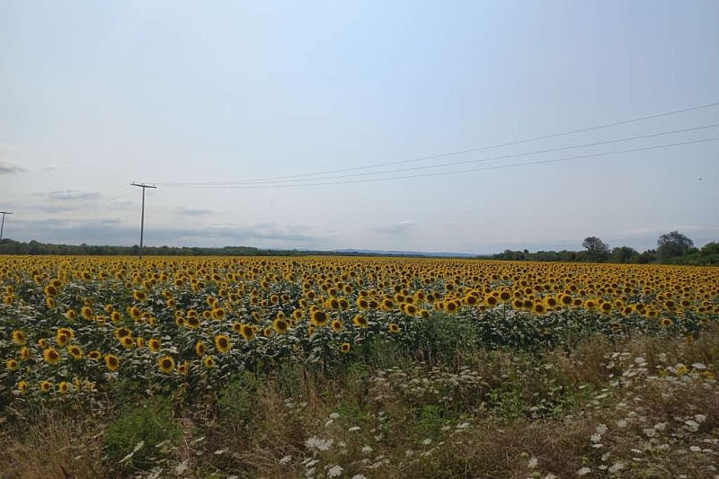 Na području Pelagićeva sve više površina zasijano suncokretom, daju se i podsticaji od 500 KM