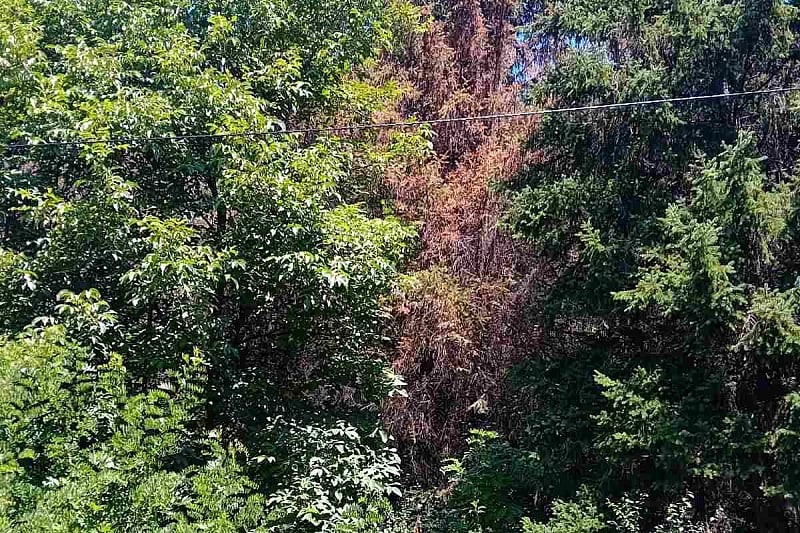 Građani upozoravaju: Park “Crni Vrh” prepušten propadanju, ugrožena smrčeva šuma