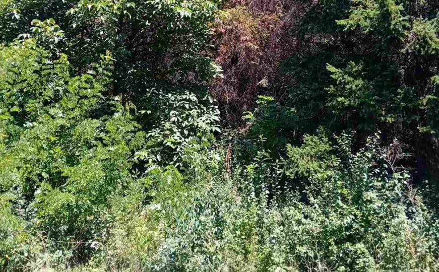 Građani zabrinuti: Park “Crni Vrh” u Sarajevu propada, smrčeva šuma ugrožena